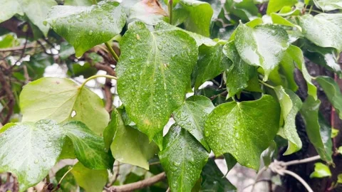 Leaves Swaying In The Rain Stock Footage 237000450