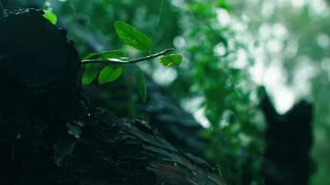 Leaves swaying in the raining Stock Footage 233783235