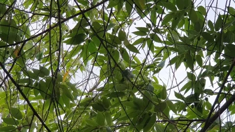 Leaves swaying in the wind and trees Video stock 314084871