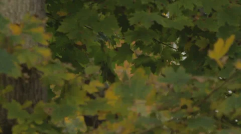 Leaves swaying in the wind Stock Footage 28705086