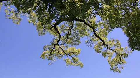 Leaves swaying in the wind Stock Footage 50894065