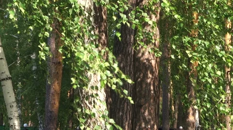 Leaves swaying in the wind Video stock 51429867