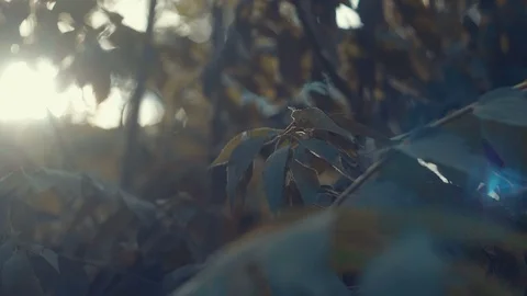 Leaves swaying in the wind Stock Footage 87245822