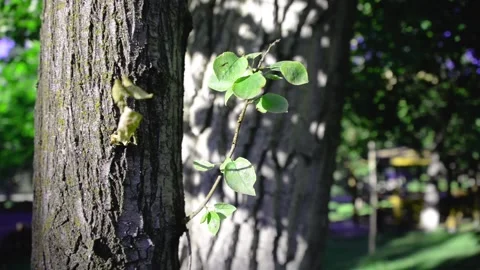 Leaves swaying in the wind Stock Footage 137338089