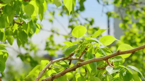 Leaves Swaying In The Wind Stock Footage 154165441