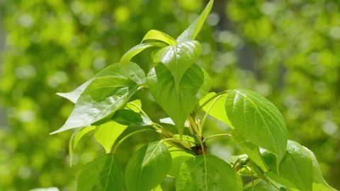 Leaves Swaying In The Wind Stock Footage 154165458