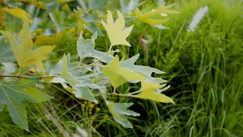 Leaves swaying in the wind Stock Footage 208817877