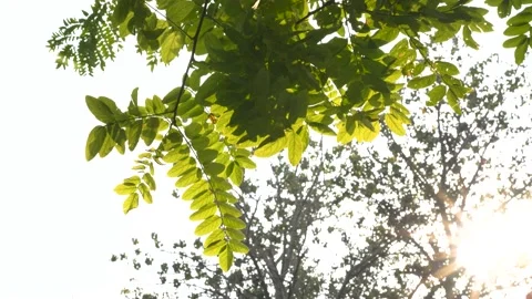 Leaves swaying in the wind Video stock 220170833