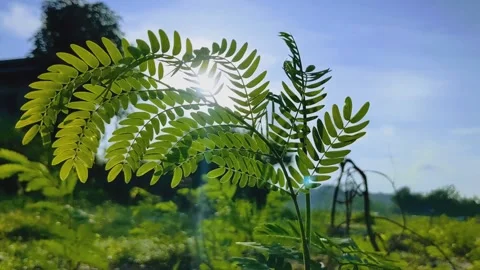 Leaves swaying in the wind Stock Footage 282080142