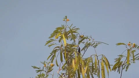 Leaves swaying in the wind Stock Footage 318839737