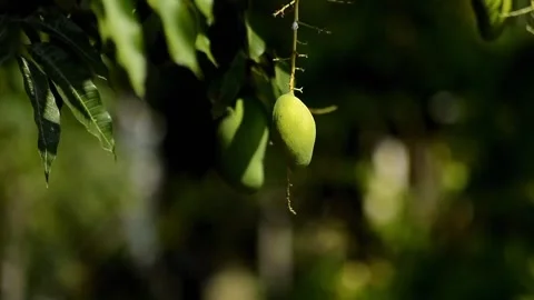 Leaves swaying in the wind Stock Footage 318839820