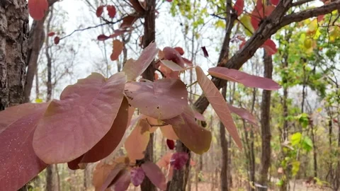 Leaves swaying in the wind in the forest. 库存影片 306712096