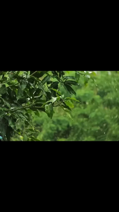 Leaves swaying in the wind in the forest Stock Footage 318839919