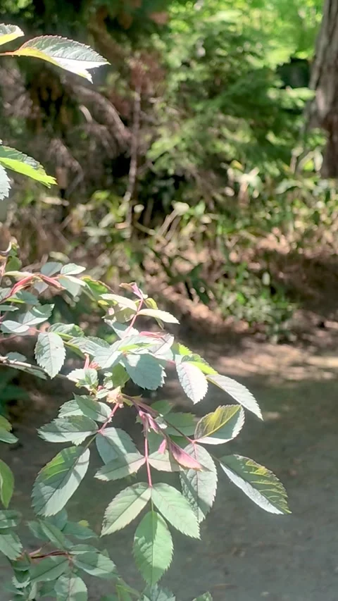Leaves Swaying in Wind Over Calm River in Forest, Vertical Video Stock Footage 339270980