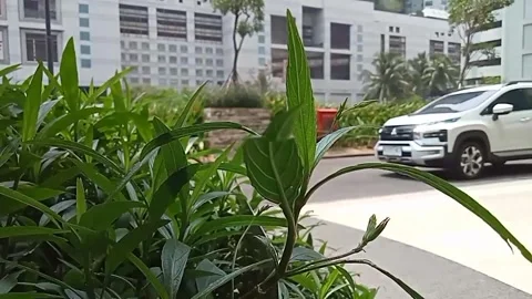 Leaves swaying in the wind on the side of the road in the dry season Video stock 254455557