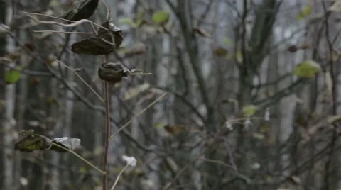The leaves sways in the wind in a field Stock Footage 56766085