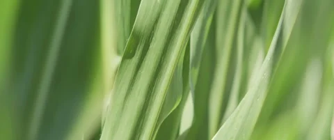 Leaves of sweet corn 5.7K scope video Stock Footage 313777397