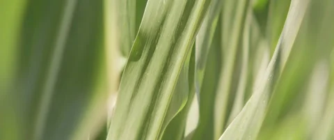 Leaves of sweet corn anamorphic 5.7K scope video Stock Footage 313662394