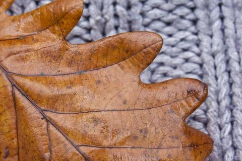 Leaves with on the sweeter background Stock Photos