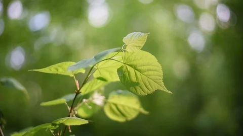 The leaves swing on the branches in the soft sunlight Video stock 120817186