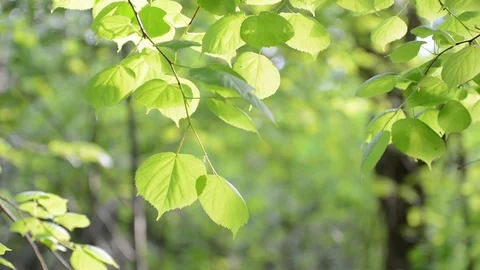 The leaves swing on the branches in the soft sunlight Video stock 120817188