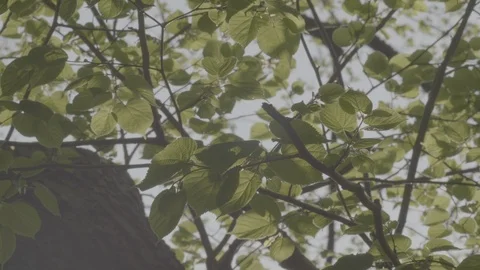 Leaves swing in the Spring Stock Footage 121713747