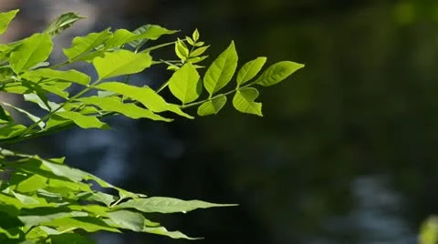 Leaves Swinging with River Reflection 스톡 동영상 21231389