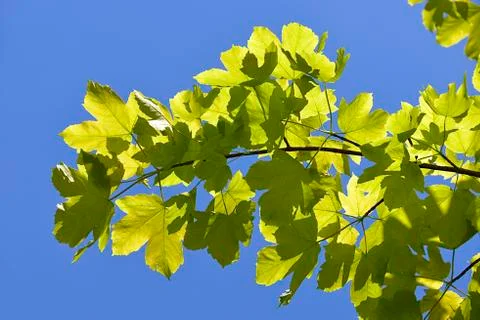 Leaves of sycamore tree Stock Photos