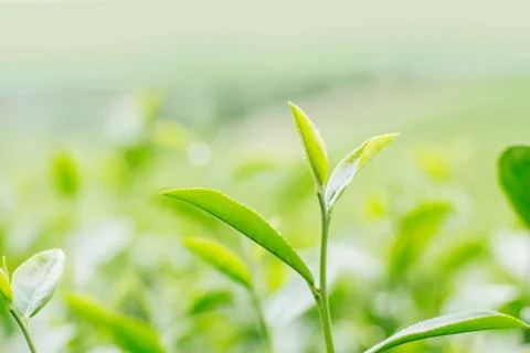 Leaves tea with blurry background. Stock Photos