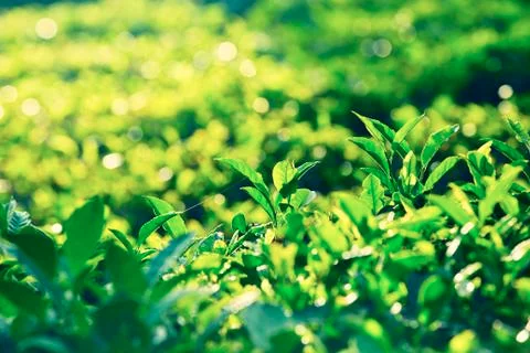 Leaves of tea Stock Photos
