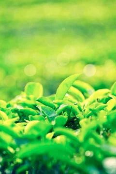 Leaves of tea 스톡 사진