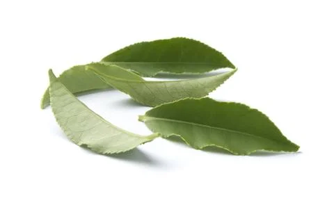 Leaves of tea Stock-Fotos