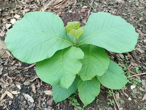 Leaves of a teak tree Stock Photos
