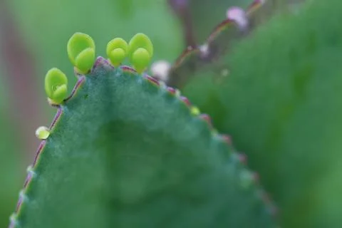 Leaves Texture Background , close up Stock Photos