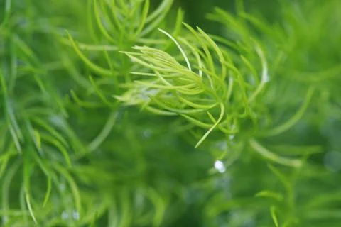 Leaves Texture Background , close up Foto stock