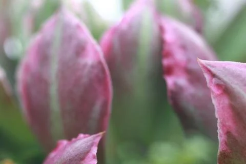 Leaves Texture Background , close up Stock Photos