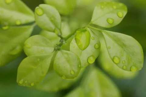 Leaves Texture Background , close up Stock Photos