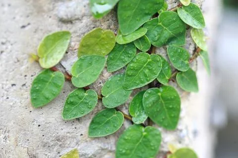 Leaves Texture Background , close up Stock Photos