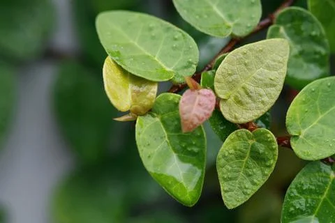 Leaves Texture Background , close up Stock Photos