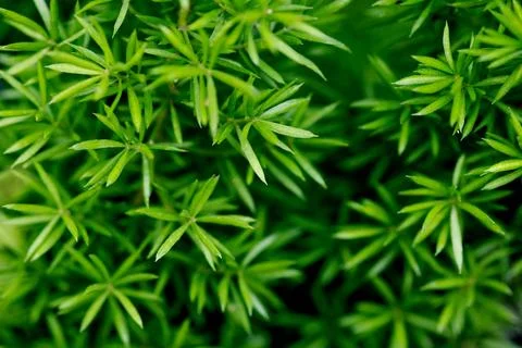 Leaves Texture Background , close up Stock Photos