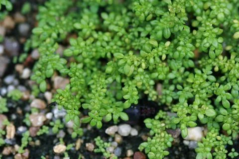 Leaves Texture Background , close up Stock Photos