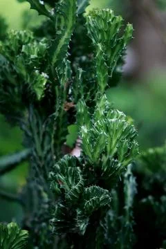 Leaves texture background , close up Stock Photos