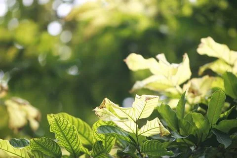Leaves texture background , close up Stock Photos