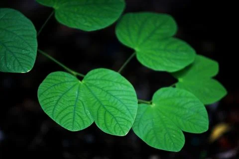 Leaves texture background , close up Stock Photos