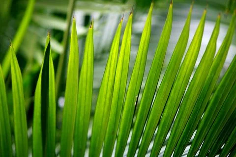 Leaves texture background , close up Stock Photos