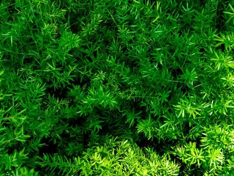 Leaves texture background. Foto stock