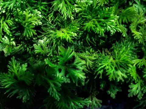 Leaves texture background. Stock Photos