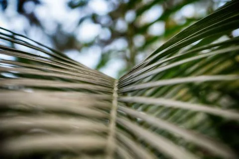Leaves texture background with a selective focus. Close-up branch palm. Leave Stock Photos