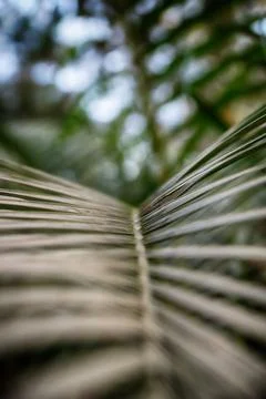 Leaves texture background with a selective focus. Close-up branch palm. Leave Stock Photos