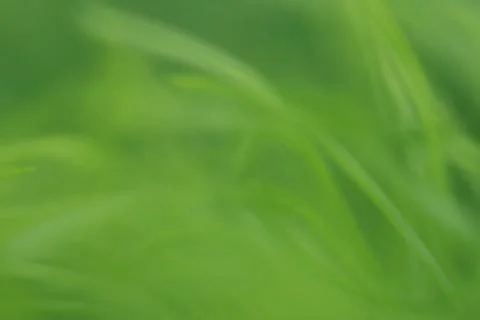 Leaves texture background , soft blur Stock Photos